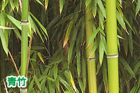 �|(���̋���)