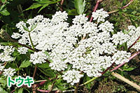 �A���W�F���J(�t�o�A�N���o�A�C���ɍ�p)