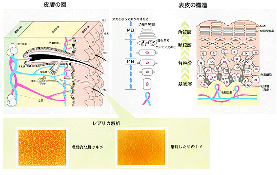 ���̐���